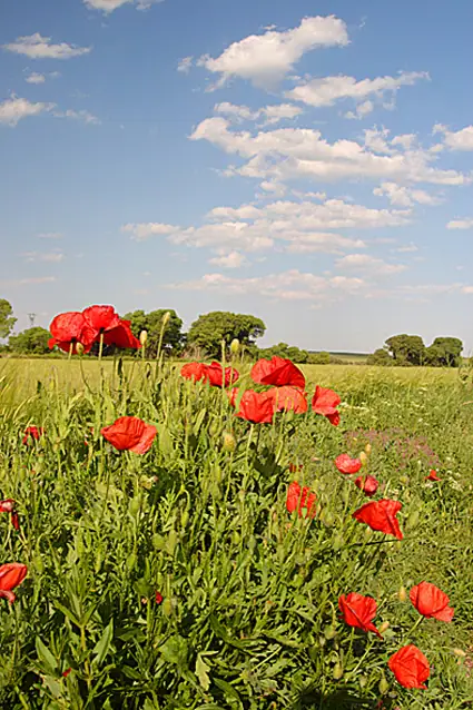 Imagen de «Bisimbre»