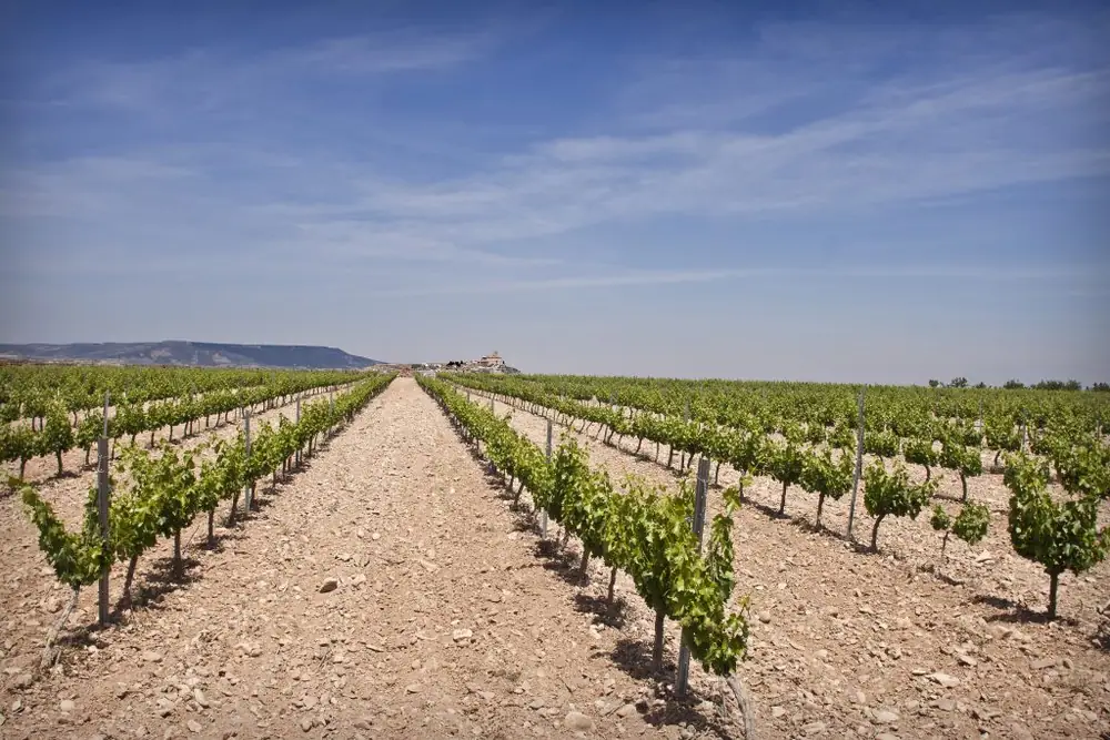Imagen de «BODEGAS RUBERTE»