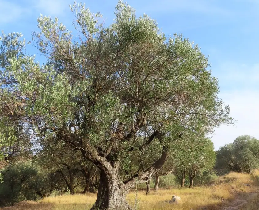 Imagen de «Inventario de Olivos en la Comarca Campo de Borja»