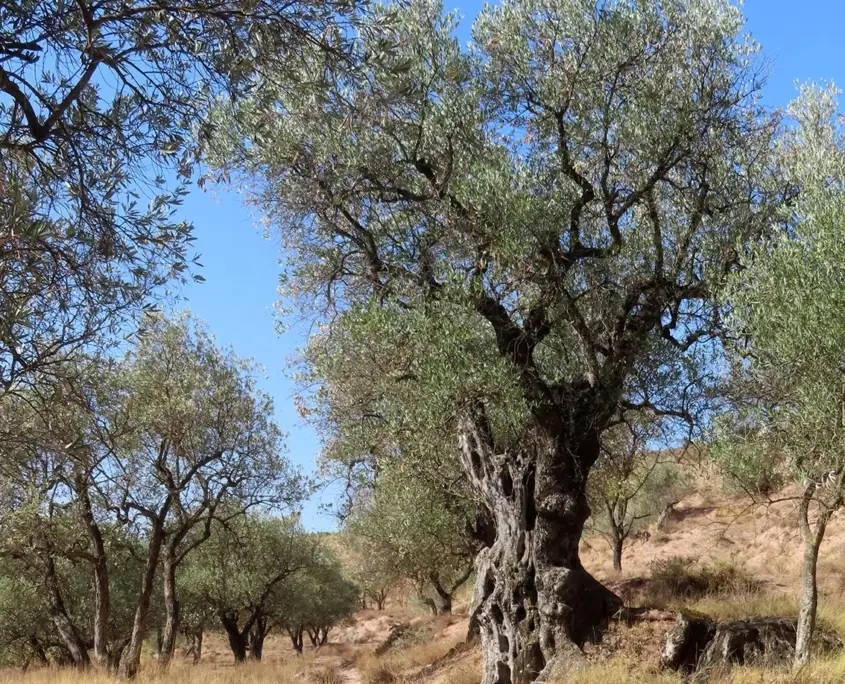 Imagen de «Inventario de Olivos en la Comarca Campo de Borja»
