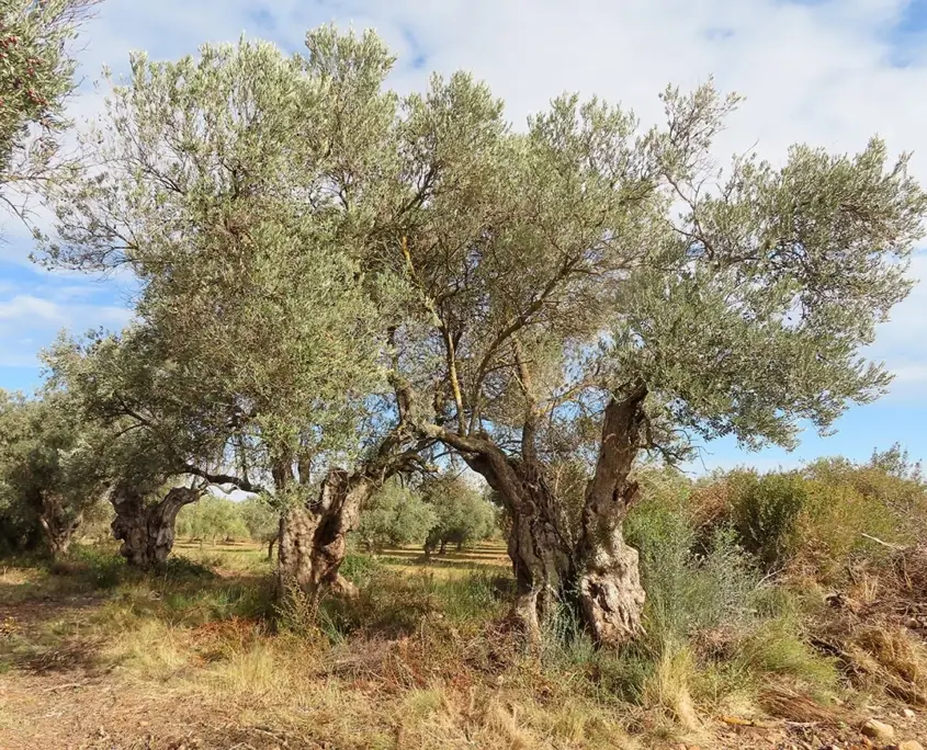 Imagen de «Inventario de Olivos en la Comarca Campo de Borja»