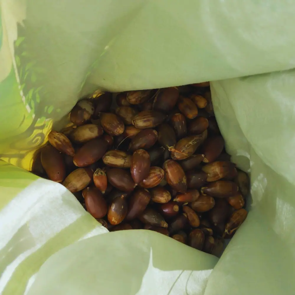 Imagen de «Fotos: Cuarta siembra de bellotas en las Peñas de Herrera»