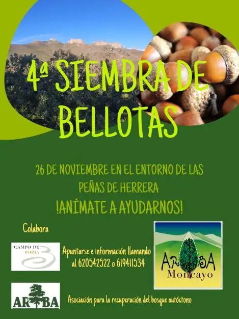 Imagen de «4ª siembra de bellotas»
