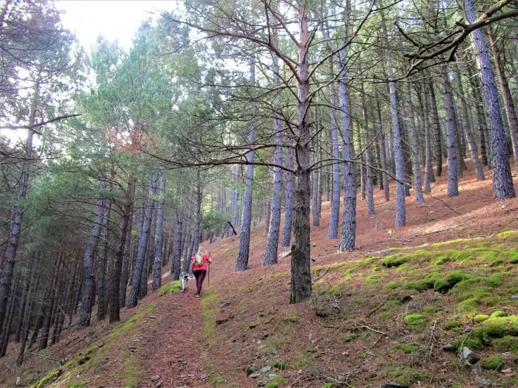 Imagen de «Sendero S-4: Barranco de Talamantes»